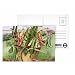 Beans in a Flower Pot, 1995 (acrylic) by E.B. Watts - Postcard (Pack of 8) - 6x4 inch - Art247 Highest Quality - Standard Size - Pack Of 8