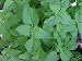 Catnip Great Garden Herb Cats Love It 1,000 Seeds