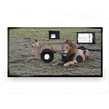 Animal Disposable Camera - Lion Case Pack 20