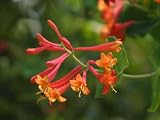 Native Coral Honeysuckle (Lonicera sempervirens)