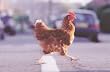 Greeting Card Father's Day "Why Did the Chicken Cross the Road?"