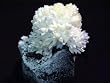 Popcorn Rock***3 pack***