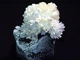 Popcorn Rock***3 pack***