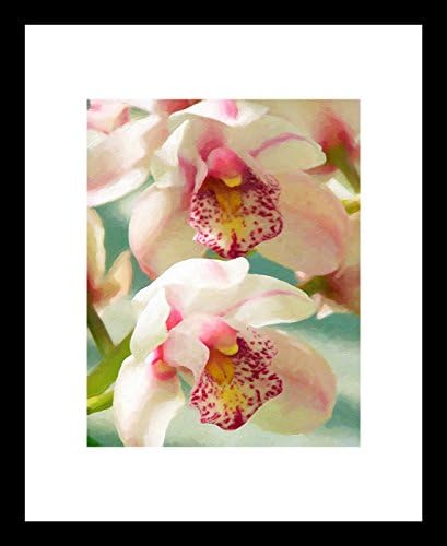 Cymbidium Duo