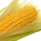 北海道産とうもろこし　ゴールドラッシュ（2Lサイズ×10本）