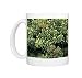 Photo Mugs of ROG-9880 Ivy Flowers - a Hawthorn Haws (Crataegus monogyna) from Ardea Wildlife Pets