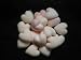 Lot of 125 All Natural 100% Soy Mini Melts