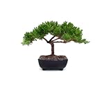 Juniper Bonsai Small