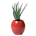 Grobal Baby Self-Watering Flower Pot - Tangerine