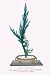 Art Poster, Ibuki And Shiragiku (Cypress And White Chrysanthemum... - 20x30