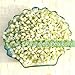 Sierra Tea Jasmine Bud (Herbal Tea 50g)
