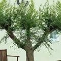 Winterharter Olivenbaum Orvieto, 1 St�ck