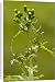 Canvas Prints of Groundsel - in flower; common annual weed from Ardea Wildlife Pets