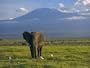 Elephant, Mt. Kilimanjaro, Masai Mara National Park, Kenya Photographic Poster Print by Peter Adams, 24x18