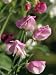 Close-Up of Sweet Pea Flowers, Lathyrus Odoratus Old Fashioned Mixed Photographic Poster Print by Michael Black, 18x24