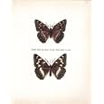 Limenitis Populi (Male & Female) Butterfly Colour Plate