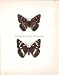 Limenitis Populi (Male & Female) Butterfly Colour Plate