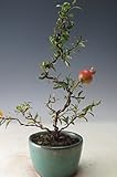 実付き！姫ザクロの鉢植えミニ盆栽【現品】