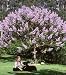 Royal Empress Tree 100 Seeds Paulownia Purple