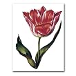 genus Tulipa 23 - 5" x 7" Museum Quality Greeting Card