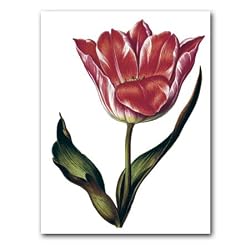 genus Tulipa 23 - 5" x 7" Museum Quality Greeting Card