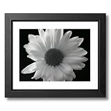 Daisy Flower B W Photo Decor Picture Framed Art Print by Art Prints Inc
