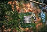 Duncraft Suet Sanctuary