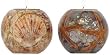 Fiberglass Laminated Mother of Pearl, Shell, Sand and Starfish Tea Light Holders 4"D Set of Two
