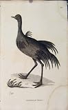 Art Engraved Birds Antique Print American Rhea Copper
