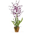 Dancing Lady Silk Orchid Arrangement w/Moss Pot