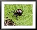 A Female Black Widow Spider, Latrodectus Mactans, on a Leaf Framed Art Poster Print b...
