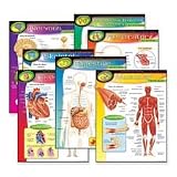 Trend Enterprises Products - The Human Body Charts, 17