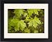 Framed Prints of Norway maple, in flower from Ardea Wildlife Pets
