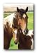 (24x36) Horses Mare and Foal Art Print Poster