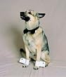 Tuxedo Bow Tie Collar Cuffs Dog Wedding Costume