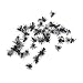 FISTFUL OF FLIES