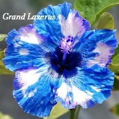 Grand Lazerus Hibiscus, Hibiscus Seeds, 10 Seeds, Perennial Hibiscus, Hibiscus Flower by Idahoseeds