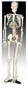 Scientific Anatomical Model : Medium Anatomical Skeleton with Spinal Nerves