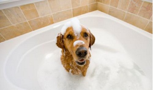 Dog Grooming Essentials
