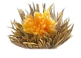 41uMsUJslqL. SL160  Primula 12 Pack Flowering White Tea with Vanilla