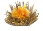 Primula Flowering White Tea with Vanilla, (Pack of 12)