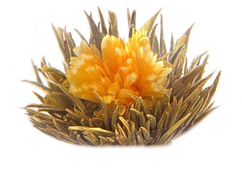 Primula 12-Pack Flowering White Tea with Vanilla