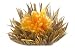 Primula 12-Pack Flowering White Tea with Vanilla