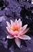 Water Lilly - 24