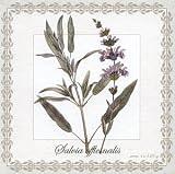 Saponificio Artigianale Fiorentino Botanical Salvia Officinalis Sage Botanical Soap Set From Italy