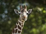 Reticulated Giraffe Sticks its Tongue Out at the Camera, Henry Doorly Zoo, Nebraska Photographic Poster Print by Joel Sartore, 40x30