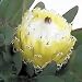 QUEEN PROTEA MAGNIFICA 5 seeds