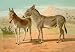 Abyssinian Male and Indian Onager Female 12x18 Giclee on canvas