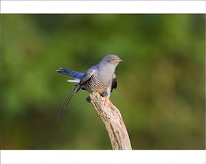 Cuckoo - On flight perch Photographic Prints
