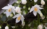 Eigenschaften tropical.garden  / Japanischer Schneeball - Styrax japonicus - 5 Samen